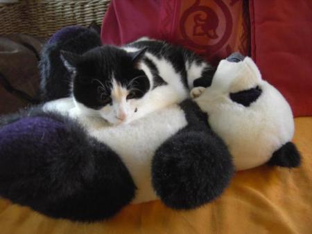 je t'ai pris ta place Sultan j'espere que tu ne seras pas trop jaloux